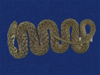 藏品(草花蛇)的圖片